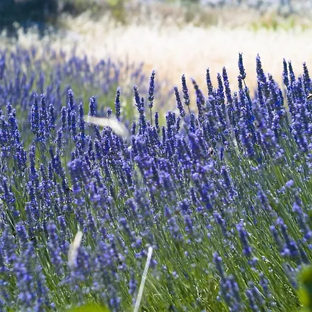 In With Sea View, Balcony, Air Conditioning, Wi-fi Hvar Town